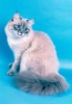 ������� ������ (����)