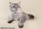 ������ ����� ������ �� ������� ������� (����)