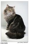 Agafya Sarbis (����)