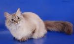������� ��������� �������� (����)