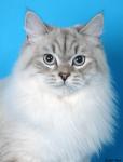 ���� ������ �� ������ ���� (����)
