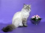�������-����� ������ ���� (����)