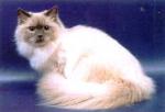 ���������� ���������� (����)