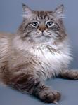 ������ ��������� �������� (����)