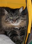 ������ � ������ ������ (����)