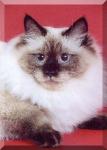 Viktoriya Siberian Samotsvet (����)