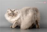 Venice Lion Heart (����)