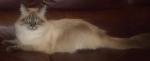 ����� ����������� ���� (����)
