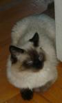 �������'� ���� (����)