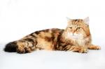 ������� ����� ������ (����)