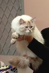 ��������� ��������� �������� (����)