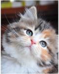 Barbariska of Barvinok (����)