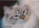 ������� ������� ������ (����)