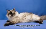 ������ ��������� �������� (����)