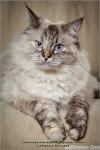 ����-���� ��������� �������� (����)