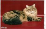 ������� ������ ��� (����)