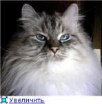 �������� ���������� ��������� �������� (����)