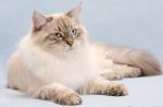 ������� ��������� ����� ������ ���� (����)
