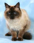 ���������� ������ ���� (����)