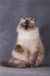 �������� ��������� �������� (����)