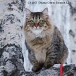 ����� ����� ������ (����)