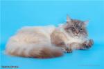 Timati Danvel (����)