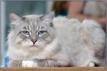 ������� ������ ����� (����)