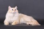 Ermak Nevskoe Tsarstvo (����)