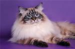 ������ ������ (����)