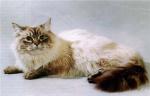 ��-������ ������ ���� (����)