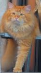 ������ �� ������� (����)