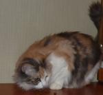 ����� (����)