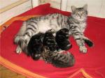 Dzhelia Moskvichka Aldan (����)