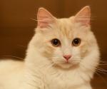 ����� ����������� ����� (����)