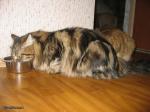 ������� ������ ������ (����)