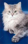 ����� ����� (����)