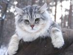 ������� ��������� ��������� (����)