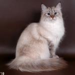 ������ ������ ���� (����)