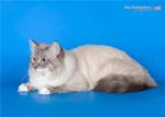 Di Jey Lunnaya Dymka (����)