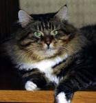 Gangut (����)