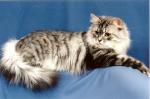 ����� ����� (����)