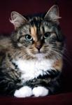 Gaity Flore (����)