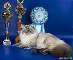Sibirskiy Samotzvet Tzitzeron (����)