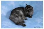 ������� ������ ���� (����)