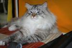 Siberian Samotsvet Forvard (����)