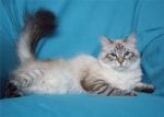 Felicia Indigo Eyes (����)