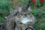 Chera-Sherry Tigoda*RU (����)