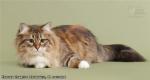 Koritza Sladkoe Pyatnyshko (����)