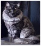 ����� ������� (����)
