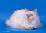 ���������  ��������� �������� (����)